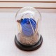 Blue Enchantment Glass Dome