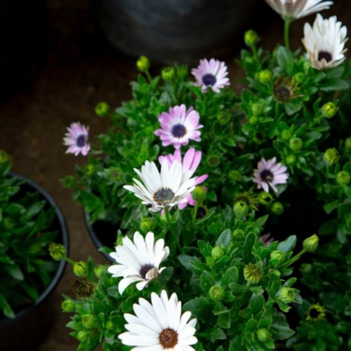 ΔΙΜΟΡΦΟΘΗΚΗ