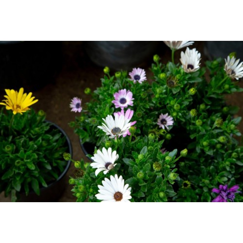 ΔΙΜΟΡΦΟΘΗΚΗ