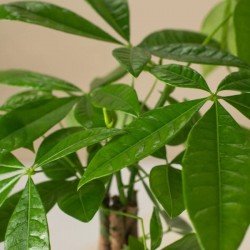 ΦΥΤΑ ΕΣΩΤΕΡΙΚΟΥ ΧΩΡΟΥ