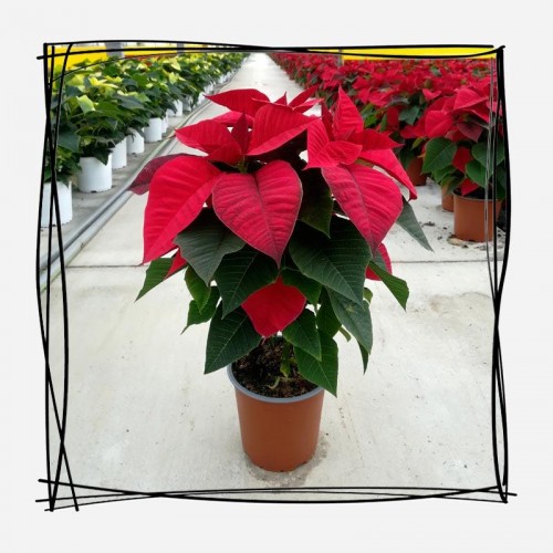 Αλεξανδρινό ή Ποϊνσέτια 