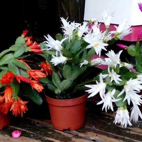 ΕΠΙΦΥΛΛΟ ΑΣΠΡΟ