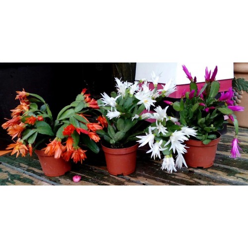 ΕΠΙΦΥΛΛΟ ΑΣΠΡΟ