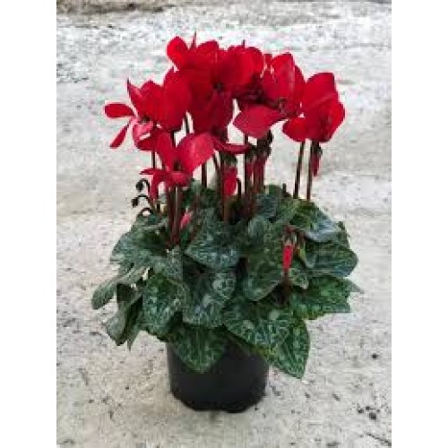 ΚΥΚΛΑΜΙΝΟ ΚΟΚΚΙΝΟ