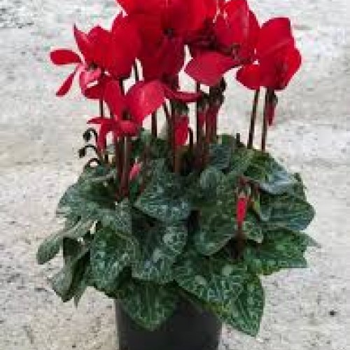 ΚΥΚΛΑΜΙΝΟ ΚΟΚΚΙΝΟ