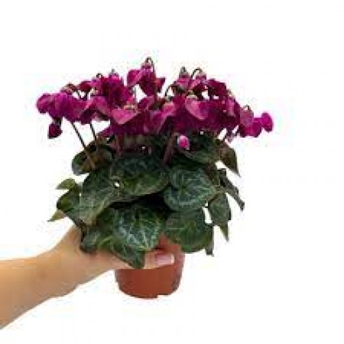 ΚΥΚΛΑΜΙΝΟ ΜΩΒ