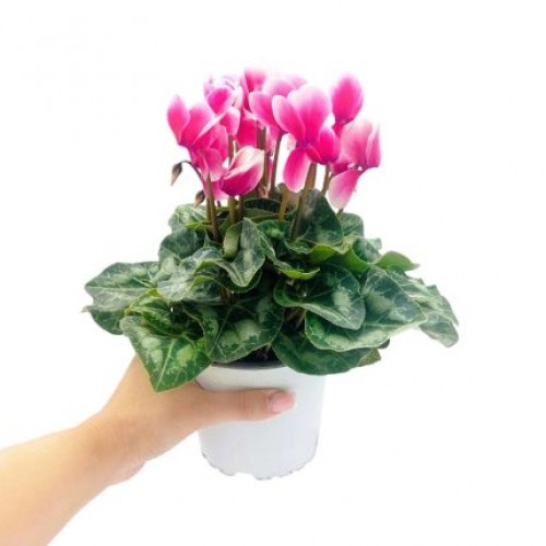 ΚΥΚΛΑΜΙΝΟ ΡΟΖ-ΑΣΠΡΟ