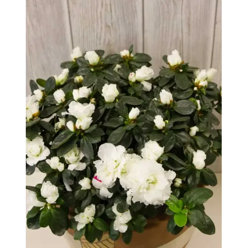 ΑΖΑΛΕΑ ΛΕΥΚΗ