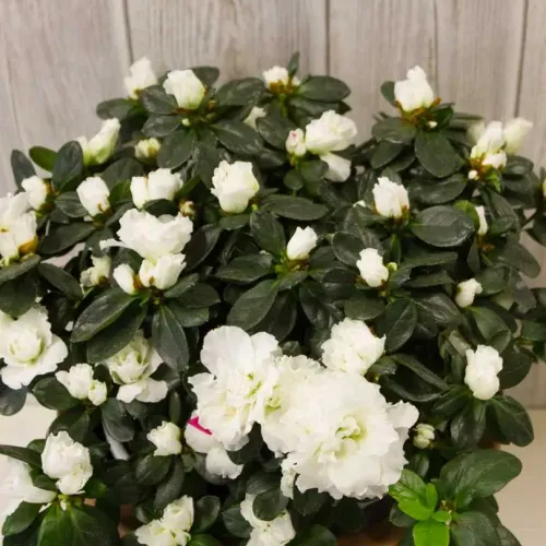 ΑΖΑΛΕΑ ΛΕΥΚΗ