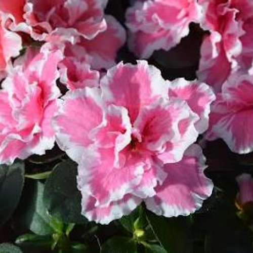 ΑΖΑΛΕΑ ΛΕΥΚΟ-ΡΟΖ