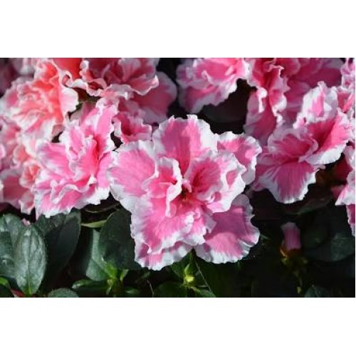 ΑΖΑΛΕΑ ΛΕΥΚΟ-ΡΟΖ