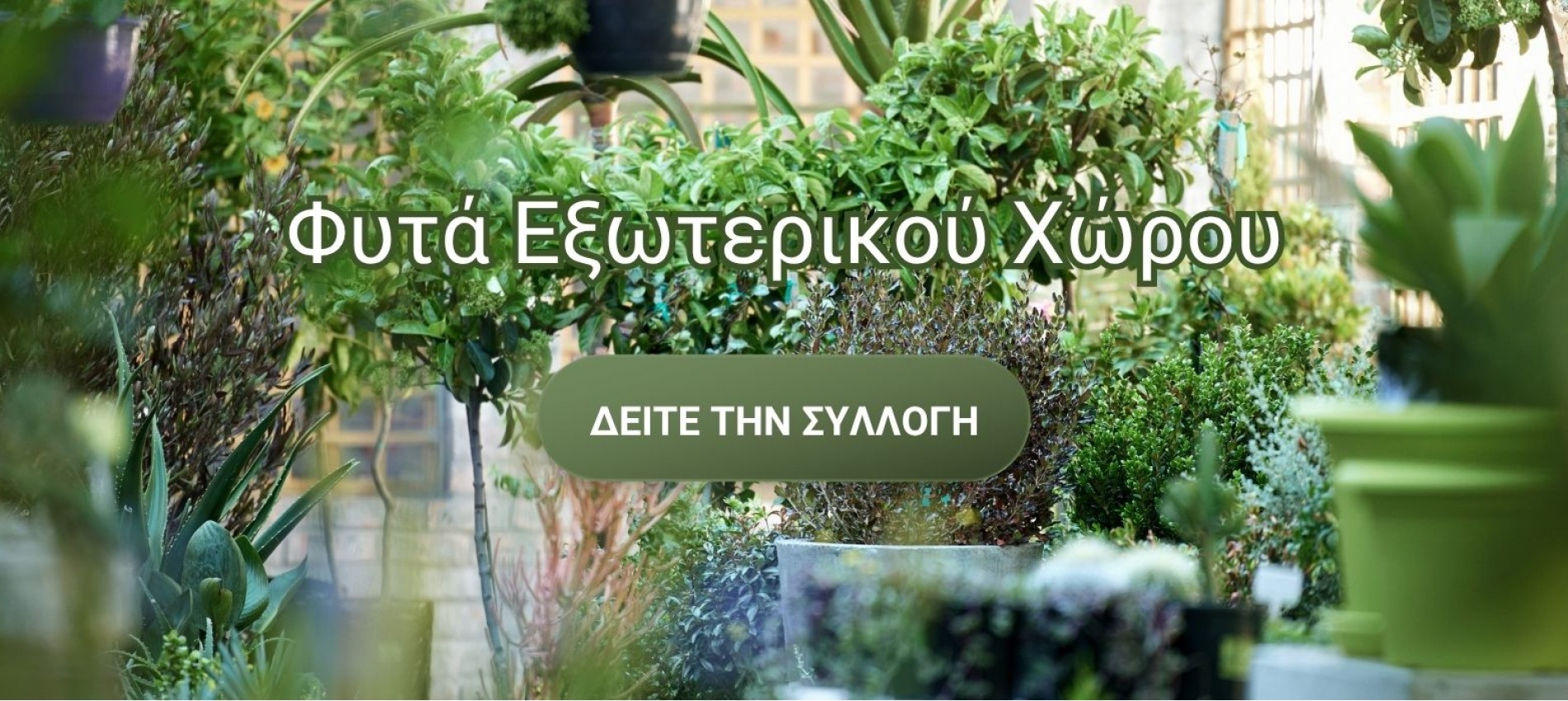 Φυτά Εξωτερικού Χώρου