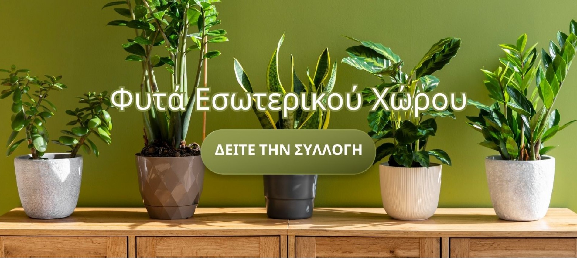 Φυτά Εσωτερικού Χώρου