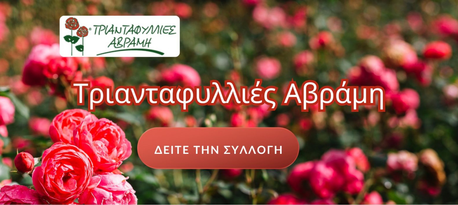 Τριανταφυλλιές Αβράμη