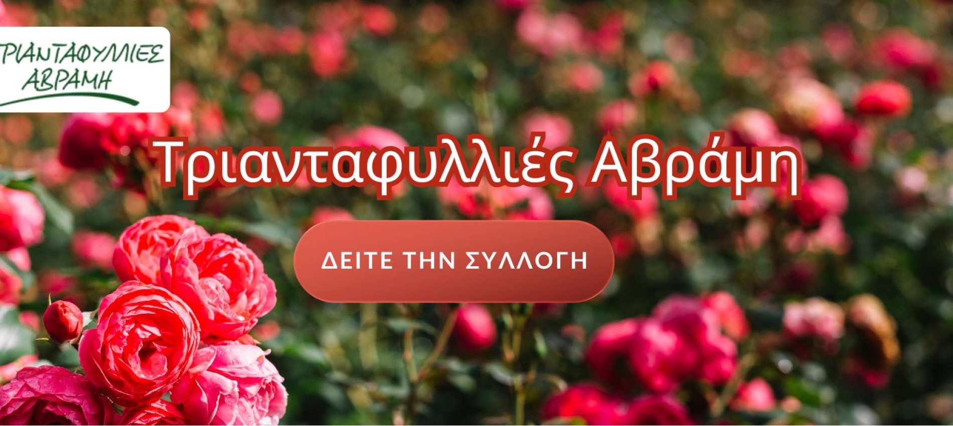 Τριανταφυλλιές Αβράμη