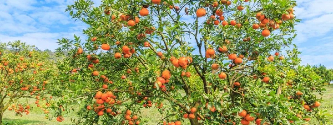 Άρωμα Μεσογείου στον Κήπο σας: Όλα όσα Πρέπει να Ξέρετε για τα Εσπεριδοειδή Δέντρα