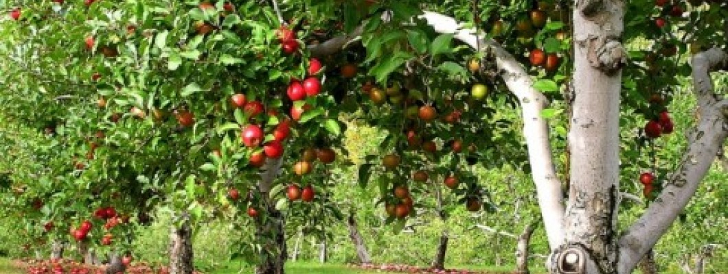 Φύτεψε, Φρόντισε, Απόλαυσε: Τα Καρποφόρα Δέντρα του Κήπου σου