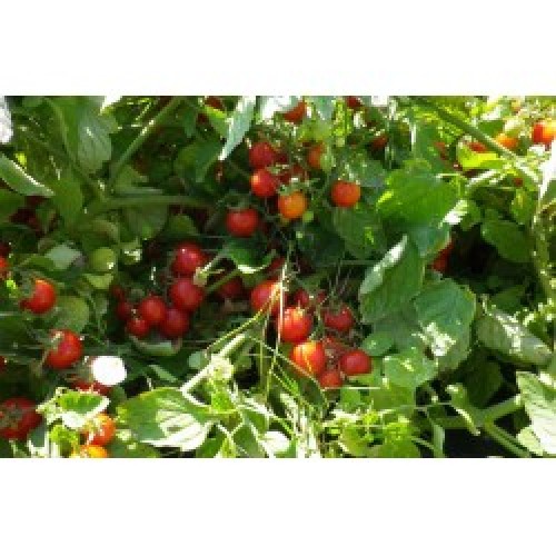 ΤΟΜΑΤΑ CHERRY