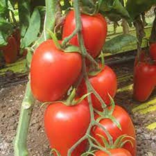 ΤΟΜΑΤΑ Pomodoro