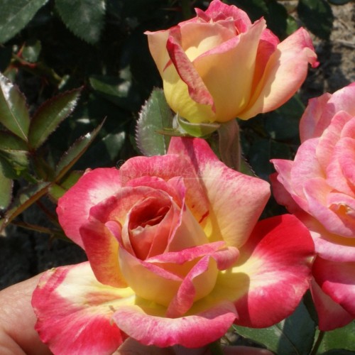 ΠΙΝΕΛΙΕΣ ΤΟΥ ΚΑΛΟΚΑΙΡΙΟΥ / REFLETS D' ETE