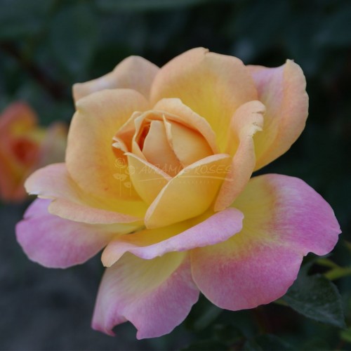 ΓΙΑΓΙΑ ΤΖΕΝΗ / GRAND-MERE JENNY