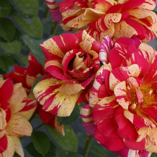 Ο ΛΑΜΠΕΡΟΣ ΑΡΗΣ / ARIS BRILLANT