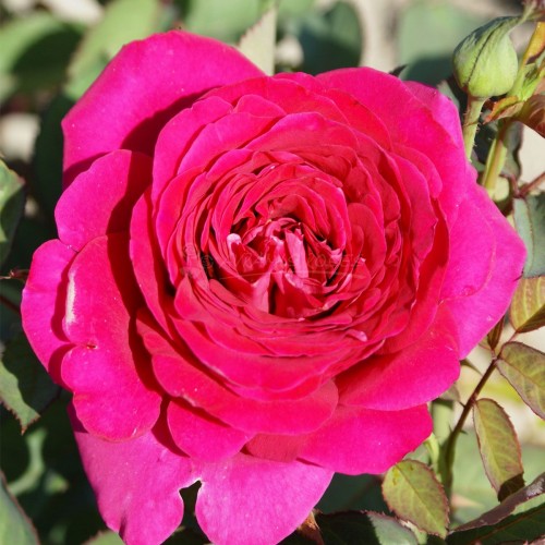 ΠΟΡΦΥΡΗ ΓΟΗΤΕΙΑ / CHARME POURPRE