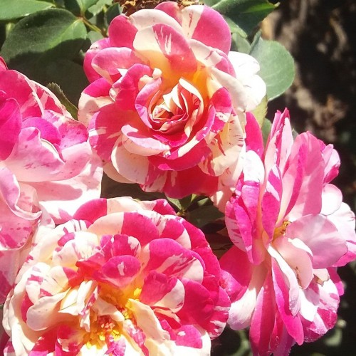 ΠΡΩΙΝΕΣ ΗΛΙΑΧΤΙΔΕΣ / MORNINGS SUNSHINE