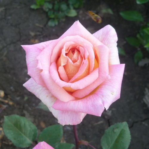 ΡΟΔΙΝΗ ΤΡΥΦΕΡΟΤΗΤΑ / ROSY TENDERNESS