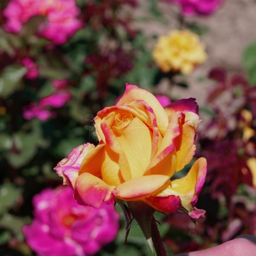 ΦΟΥΝΚΟΥΡ- Θαμνώδεις τριανταφυλλιές με μεγάλα τριαντάφυλλα