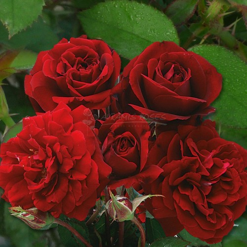 ΙΖΑΜΠΕΛ / ISABEL