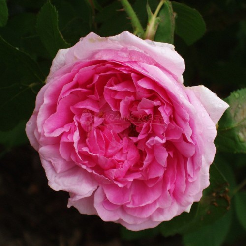 ΚΟΜΗΣ ΤΟΥ ΣΑΜΠΟΡ / CONTE DE CHAMBORD