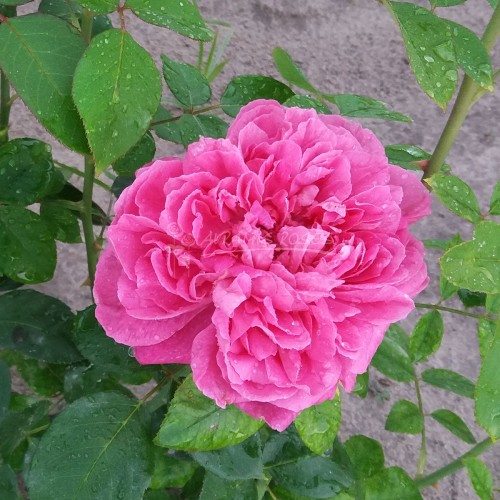 ΜΑΡΑΘΟΥΣΑ / MARATHOUSA