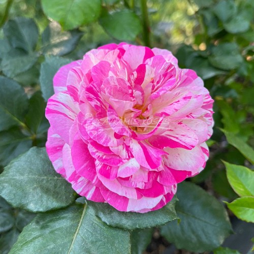 ROSA GALLICA VERSICOLOR
