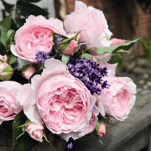 ΓΚΑΡΝΤΕΝΤΡΑΟΥΜΕ / GARTENTRAUME