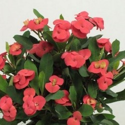 ΦΥΤΑ ΕΞΩΤΕΡΙΚΟΥ ΧΩΡΟΥ