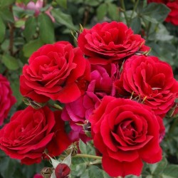 ΤΡΙΑΝΤΑΦΥΛΛΙΕΣ