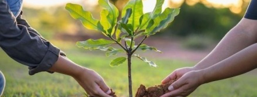 Από τον Σπόρο στο Τραπέζι: Ο Απόλυτος Οδηγός για Καλλιέργεια Λαχανικών στο Σπίτι